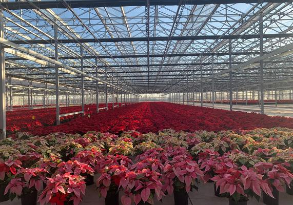 Poinsettias