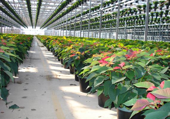 Poinsettias