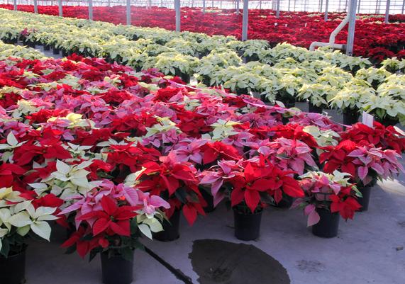 Poinsettias