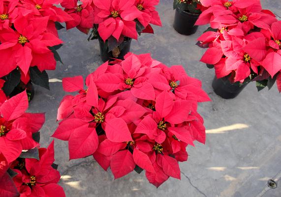 Poinsettias