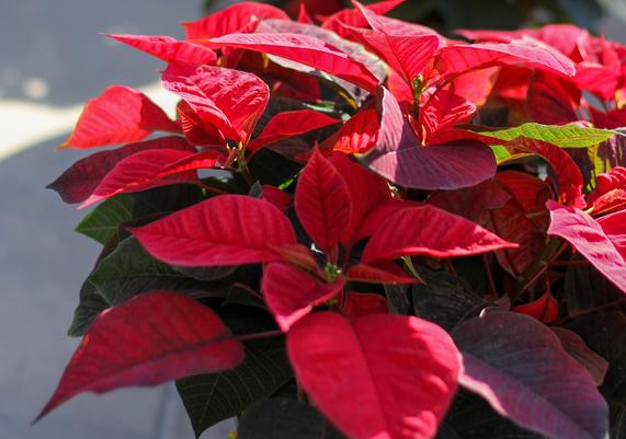 Poinsettias