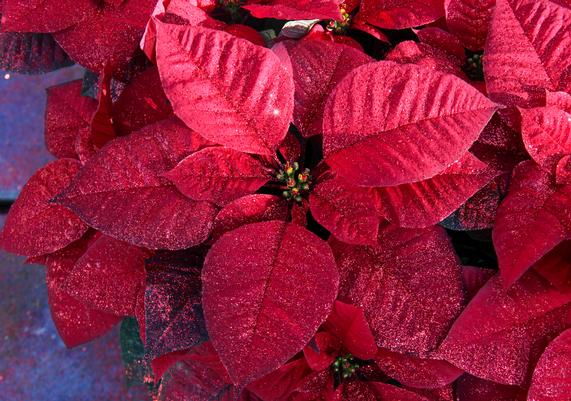 Poinsettias