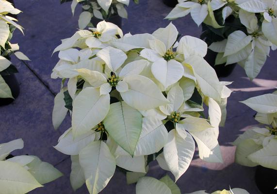 Poinsettias