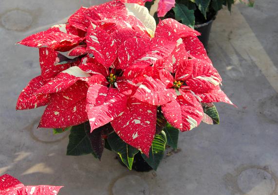 Poinsettias