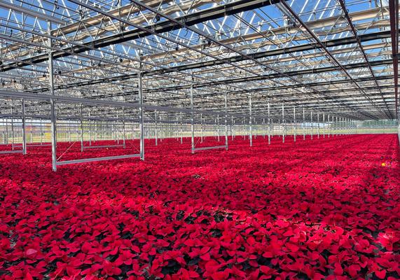 Poinsettias