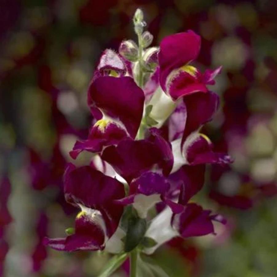 Snapdragon Snaptini Burgundy 