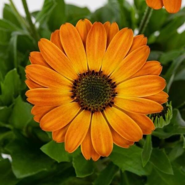 Osteospermum Margarita Orange 