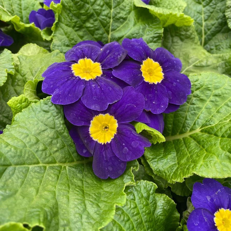 Primrose Danessa Blue 