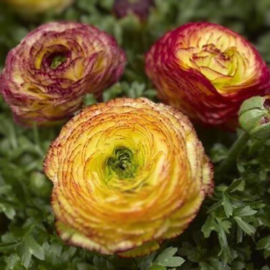 Ranunculus Maché Bicolor 