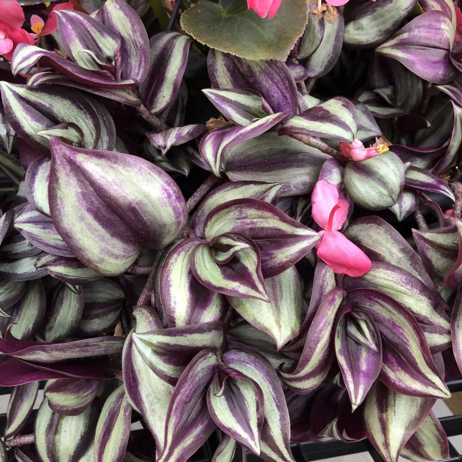 Trandescantia Purple Jew 