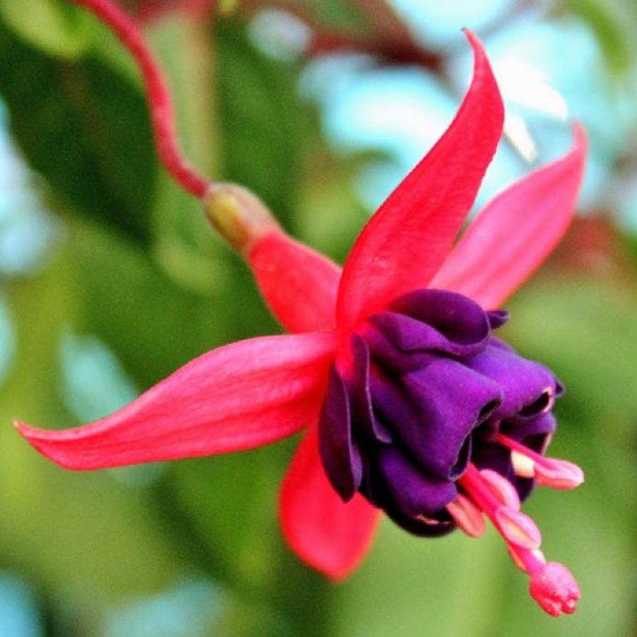 Fuchsia Dollar Princess Red and Purple 