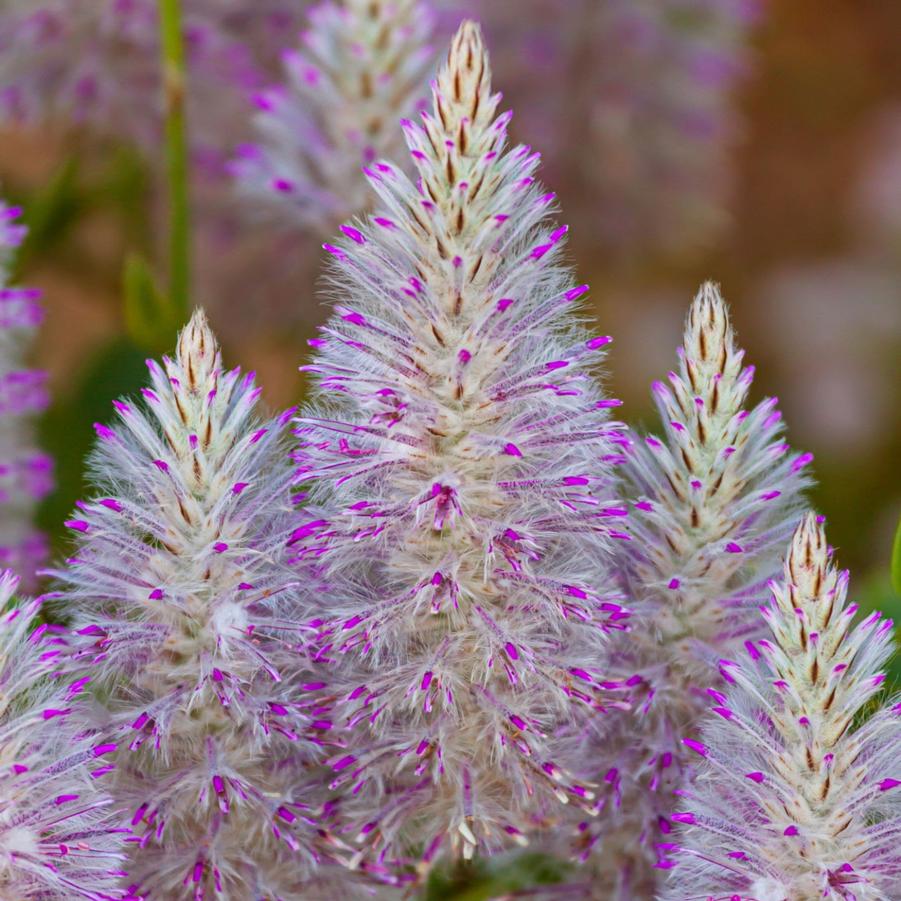 Ptilotus Joey Pink 