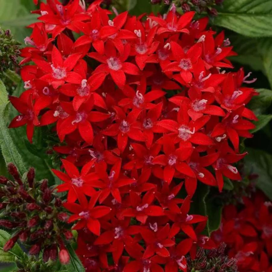 Pentas Lucky Star Dark Red 