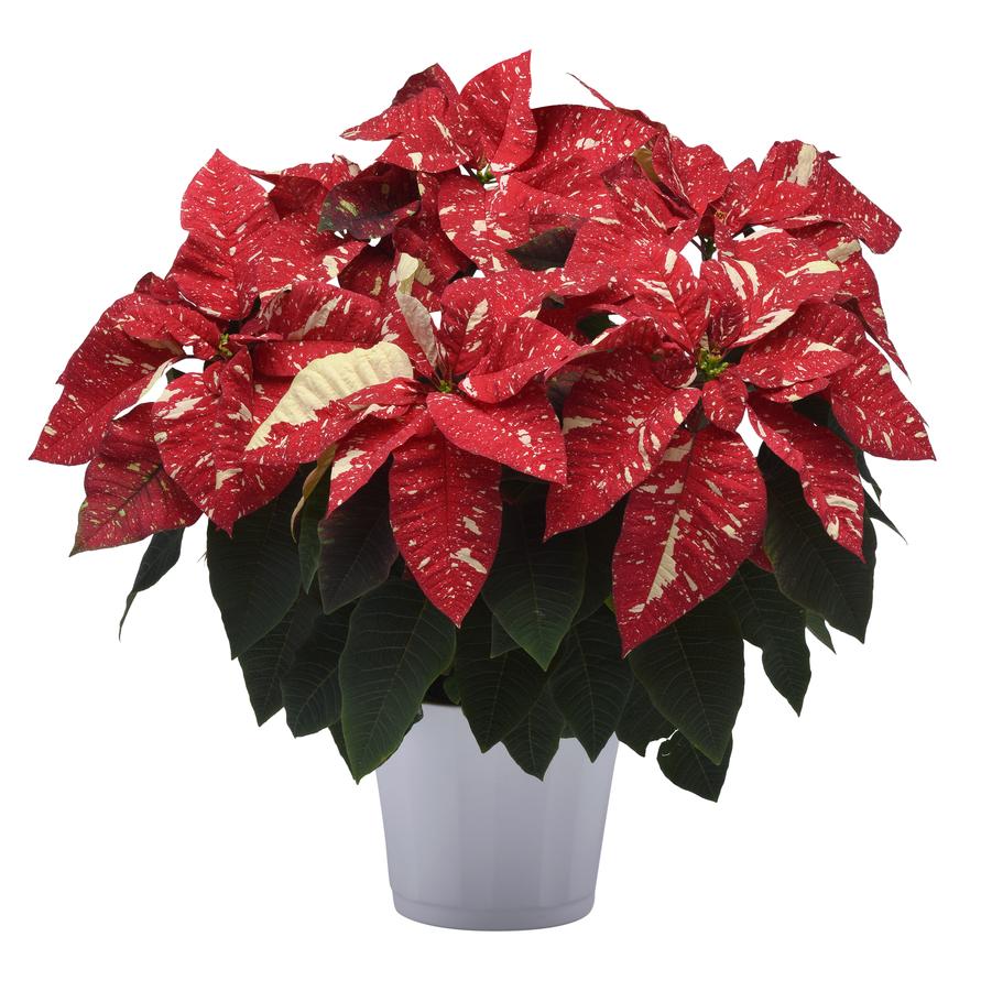 Poinsettia Superba 