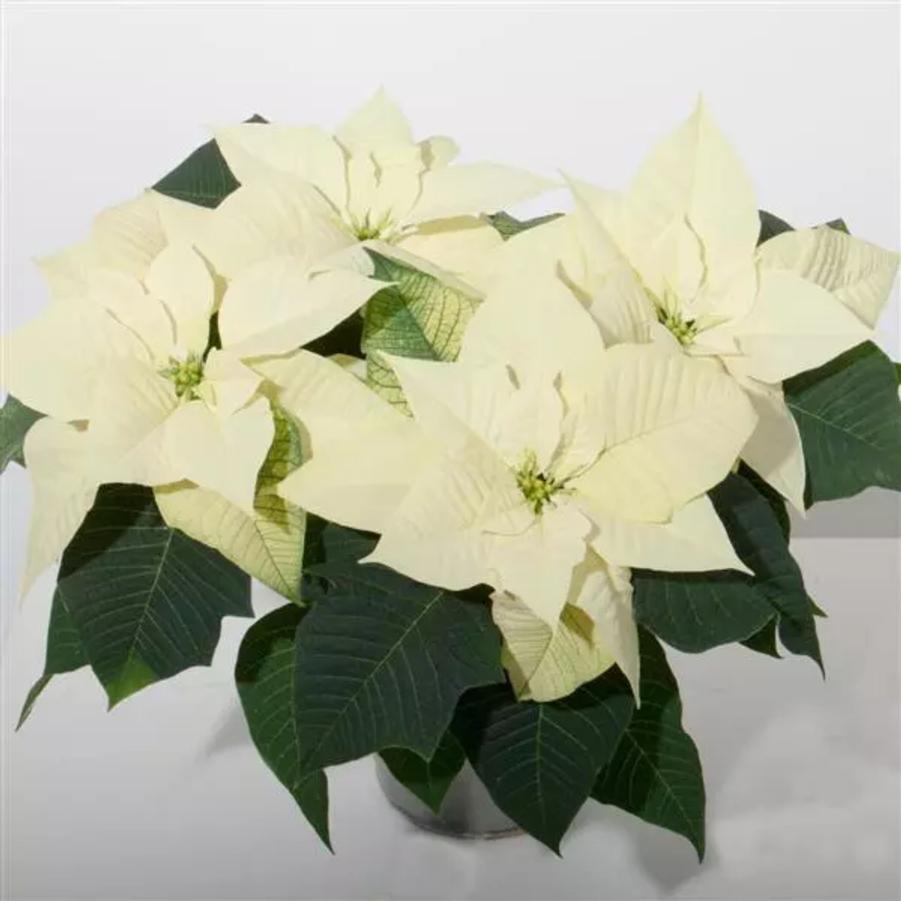 Poinsettia Snowy 