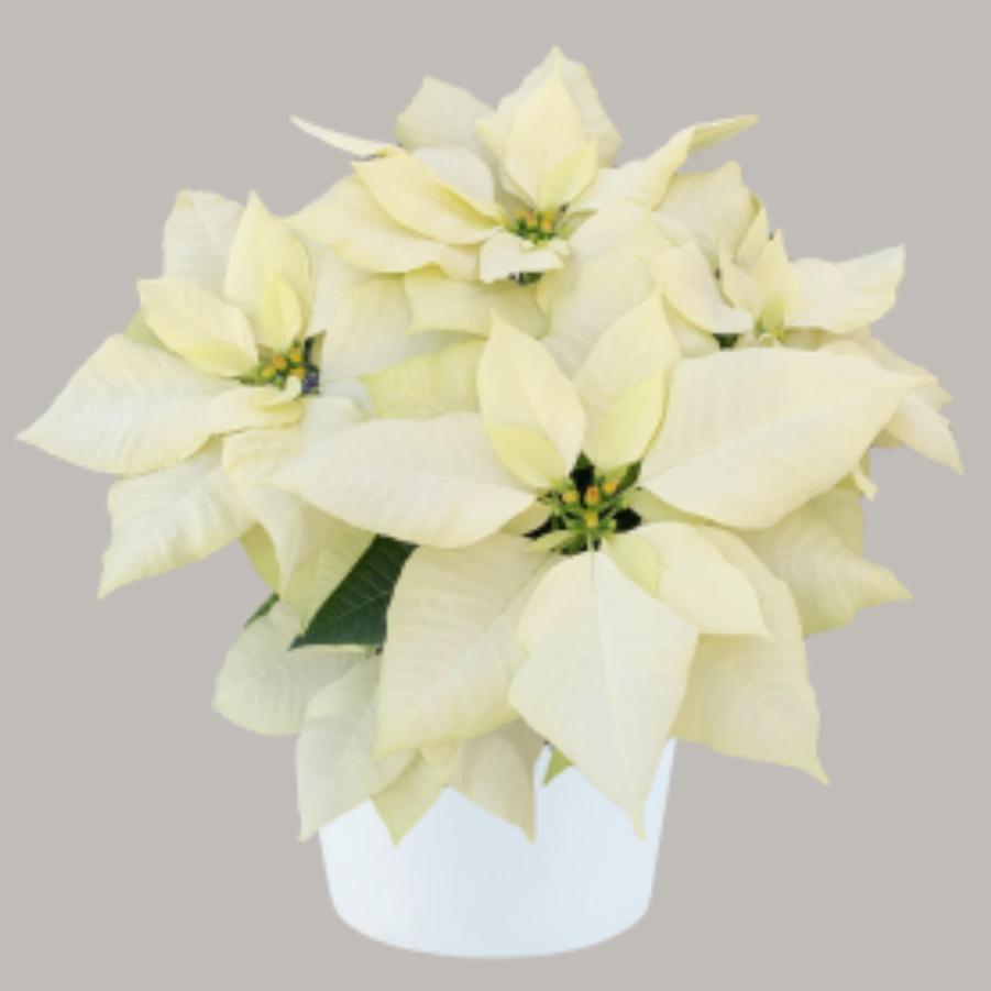 Poinsettia Jack Frost 