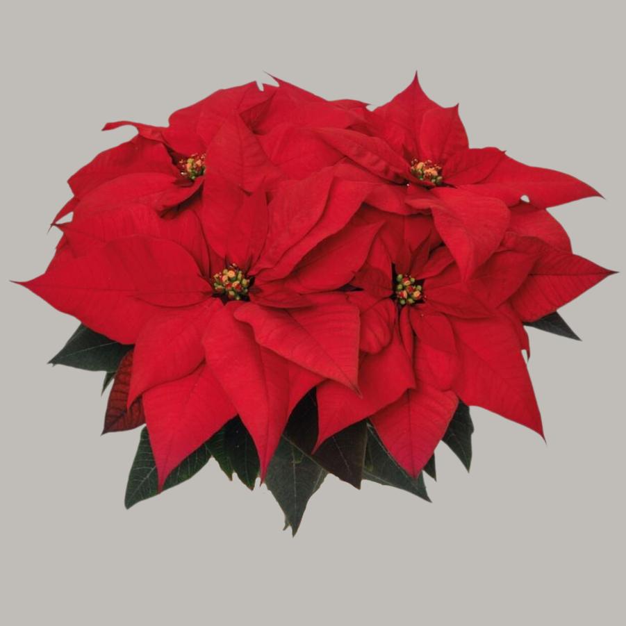 Poinsettia Ferrara 