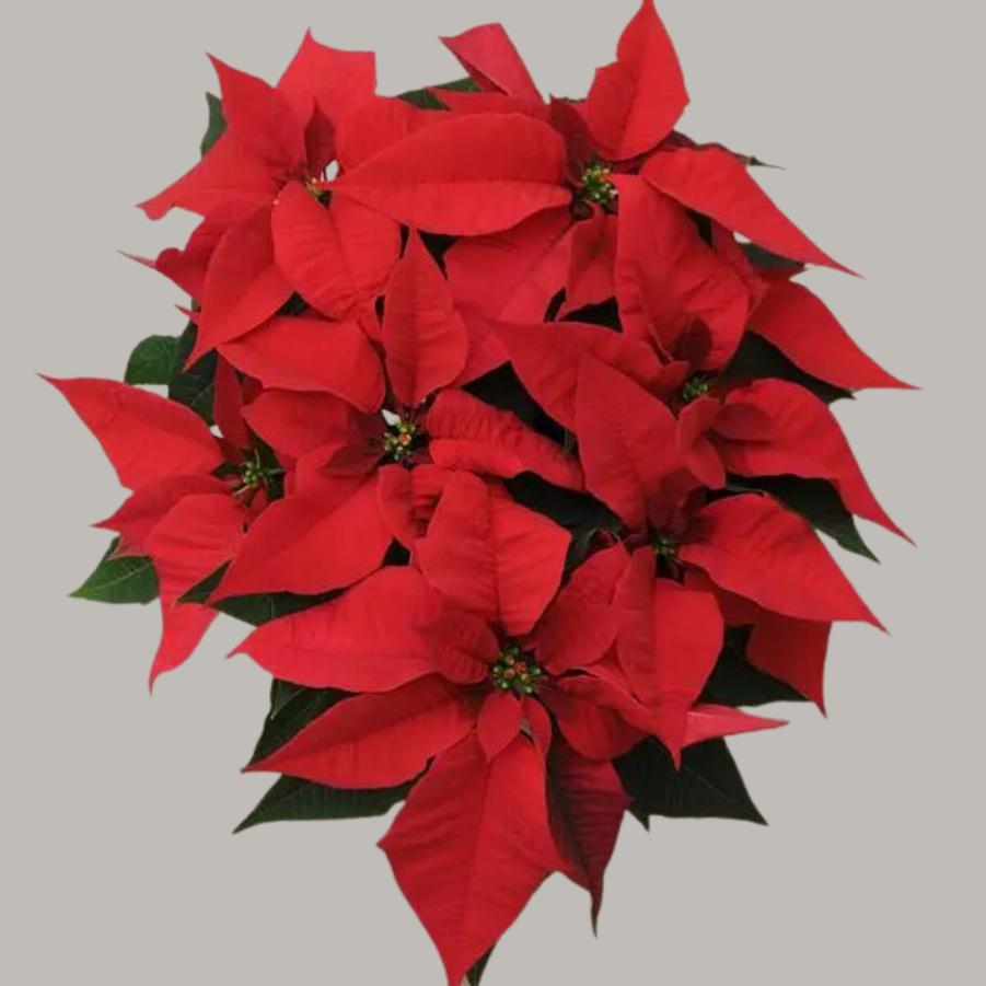 Poinsettia Christmas Joy Red 