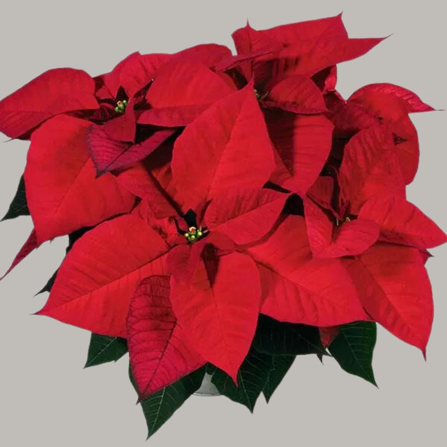 Poinsettia Christmas Eve 