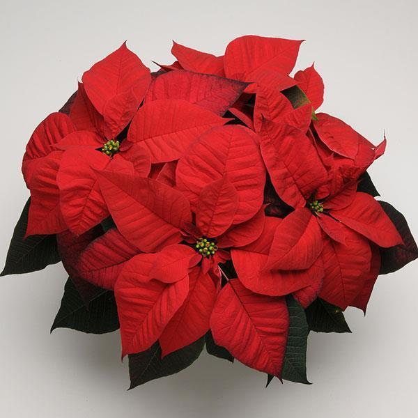 Poinsettia Christmas Beauty Red 