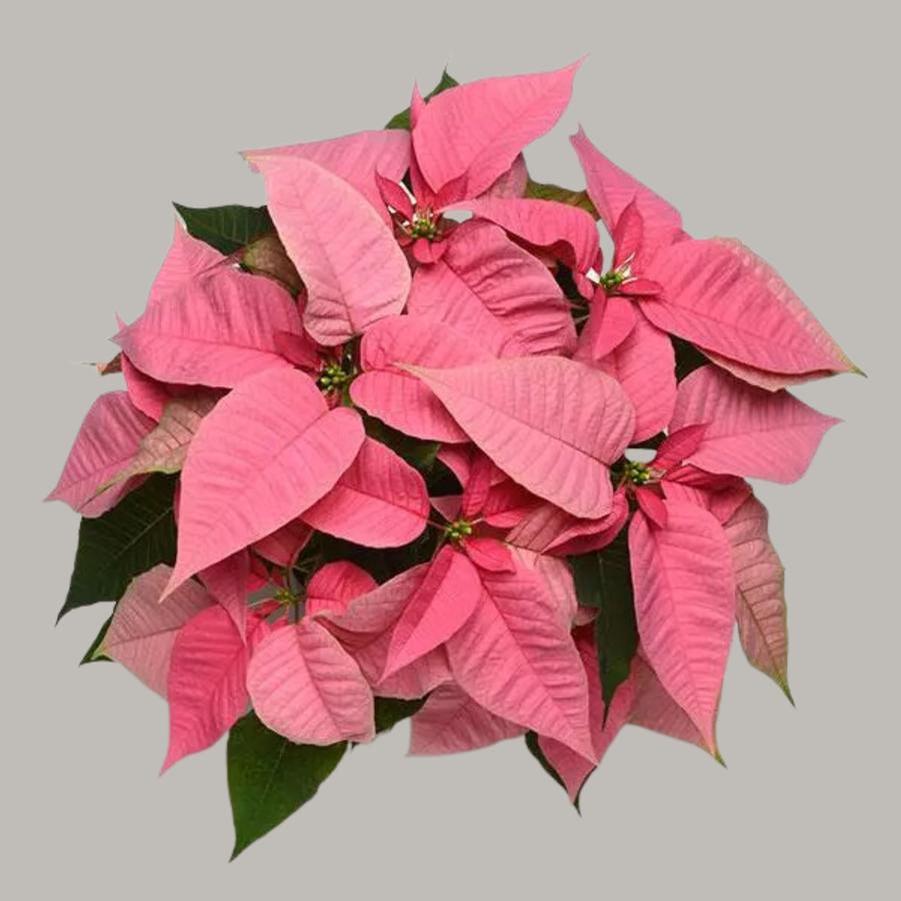 Poinsettia Christmas Joy Pink 