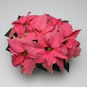 Poinsettia Early Elegance Pink 