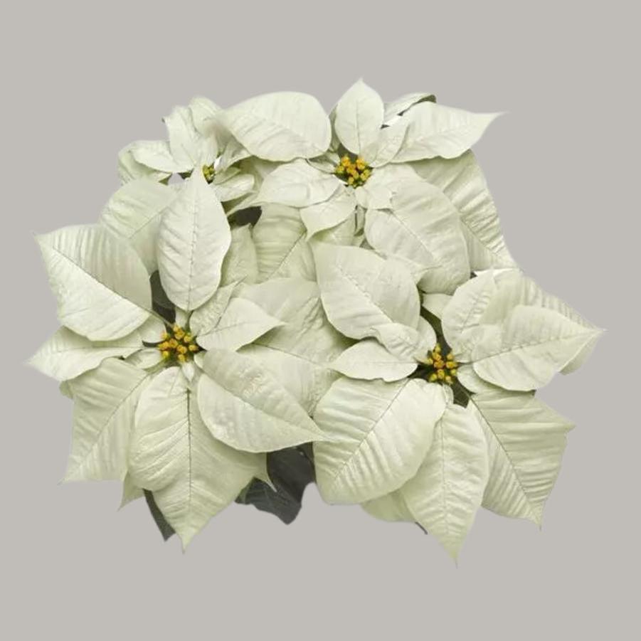 Poinsettia Early Elegance White 