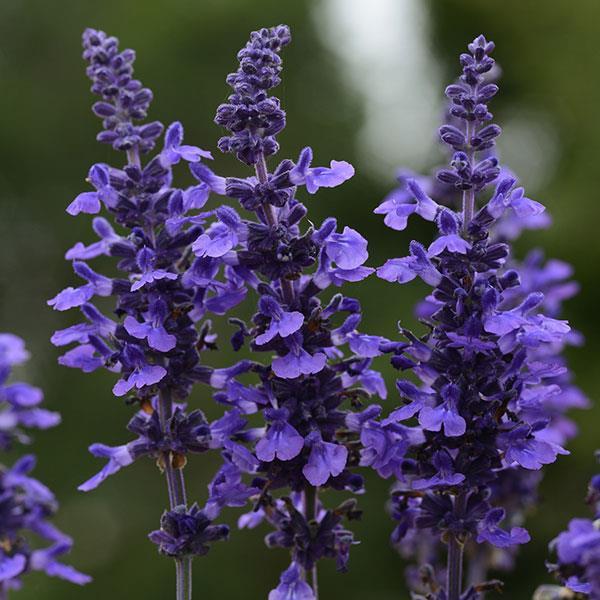 Salvia Mysty Blue 