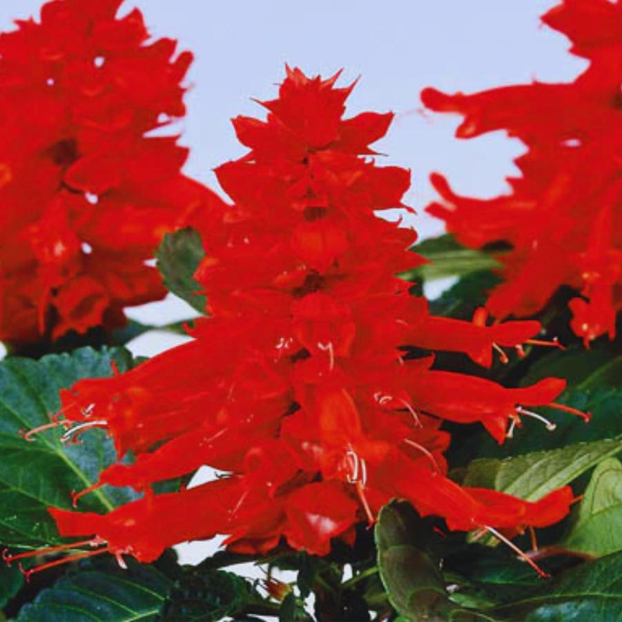 Salvia Reddy Bright Red 