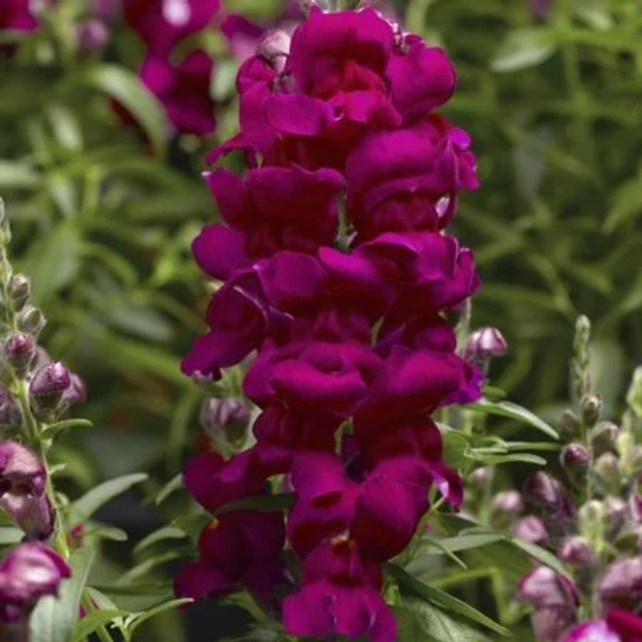 Snapdragon Snaptastic Magenta 