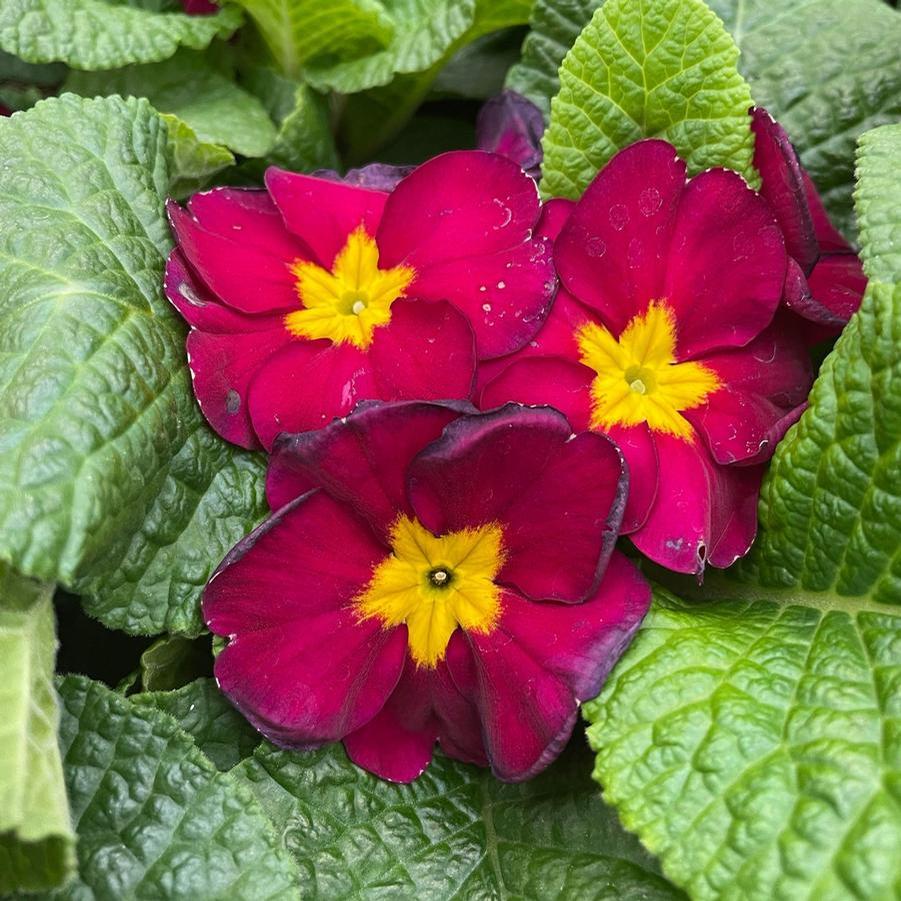 Primrose Danessa Burgundy 