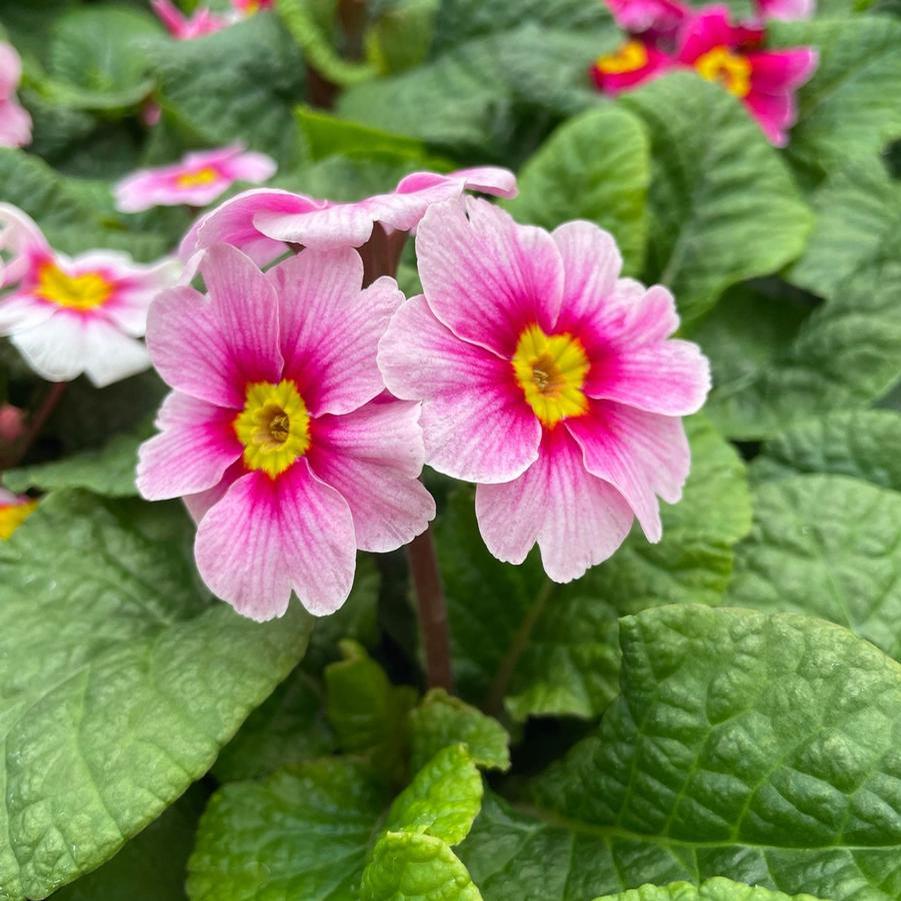 Primrose Danessa Pink Rose Eye 