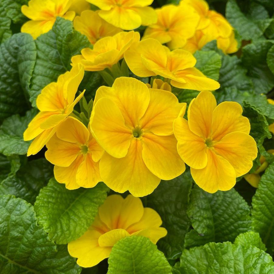 Primrose Danessa Yellow 