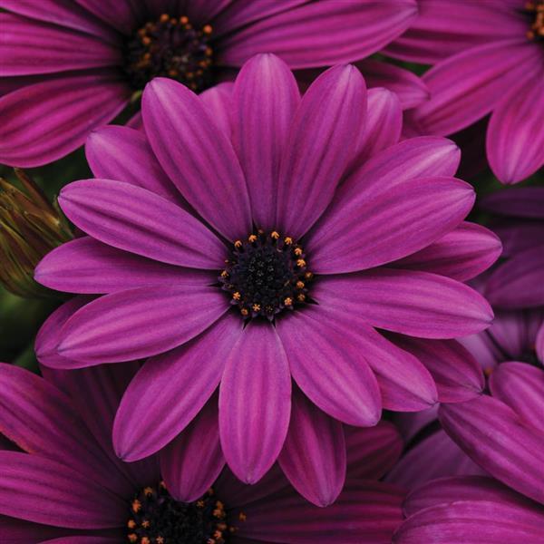 Osteospermum Margarita Purple 