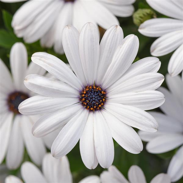 Osteospermum Margarita White 