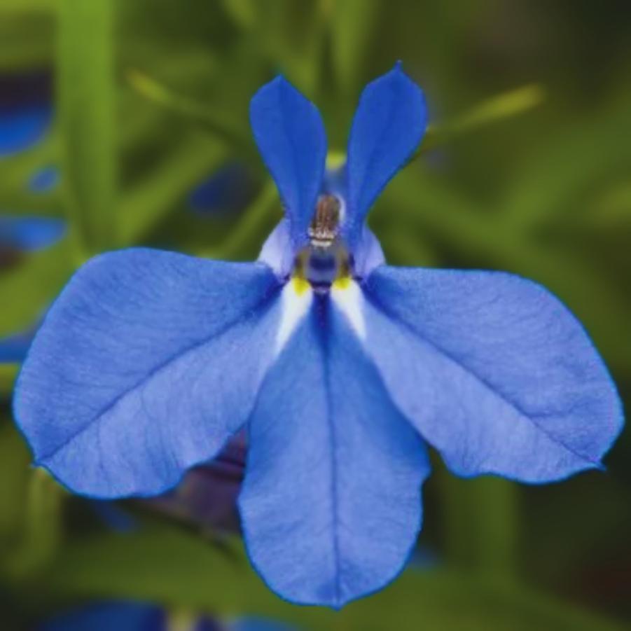 Lobelia Techno Electric Blue 