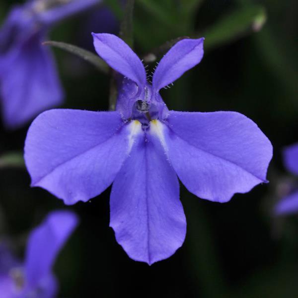 Lobelia Waterfall Blue 