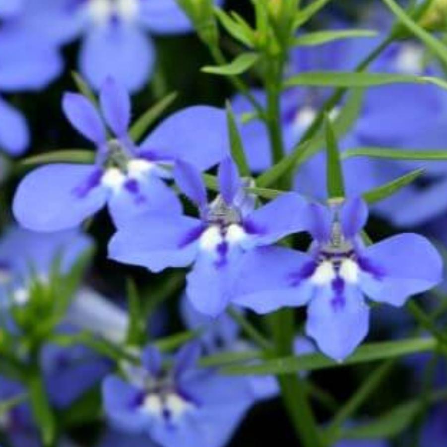 Lobelia Hot Waterblue 