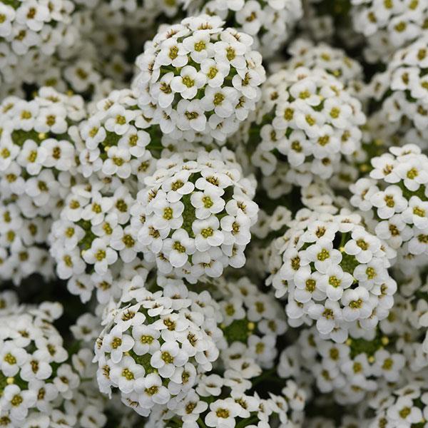 Lobularia Easy Breezy White 