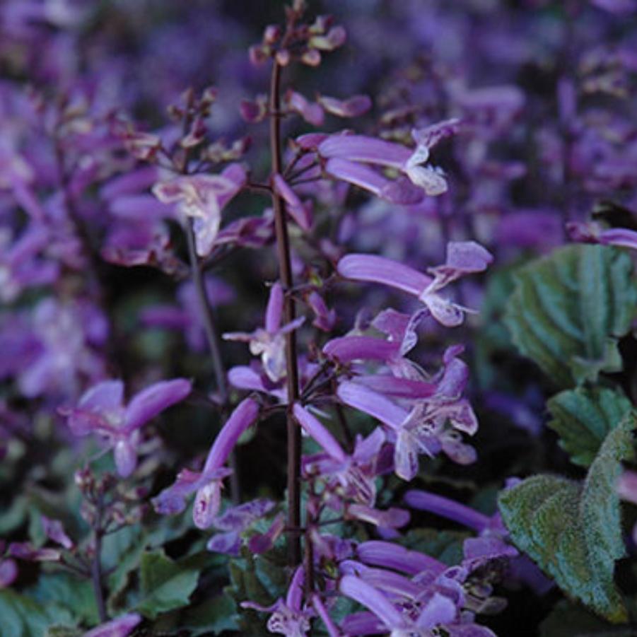 Plectranthus Mona Lavender 