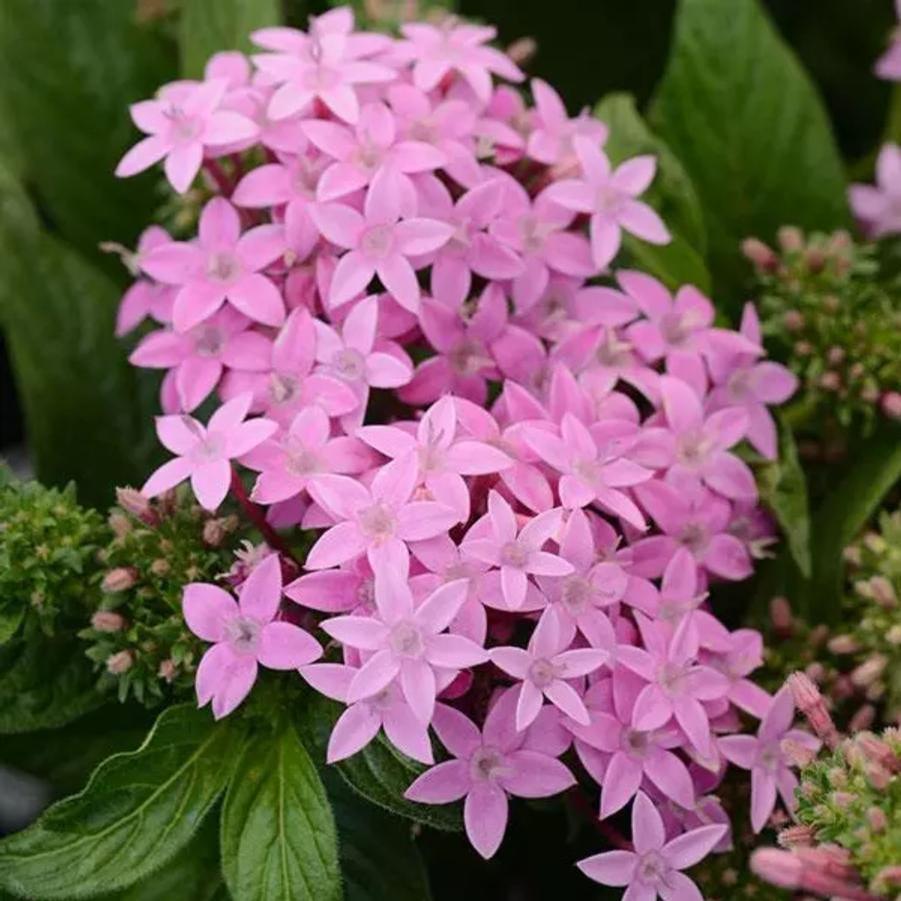 Pentas Lucky Star Lavender 