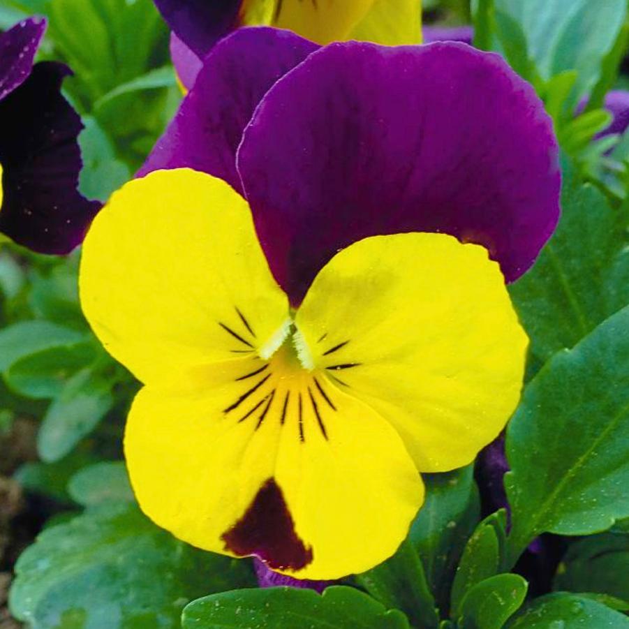 Viola Admire Yellow Purple Wing 