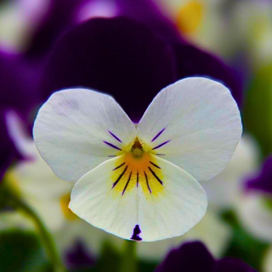 Viola Admire White Purple Wing 