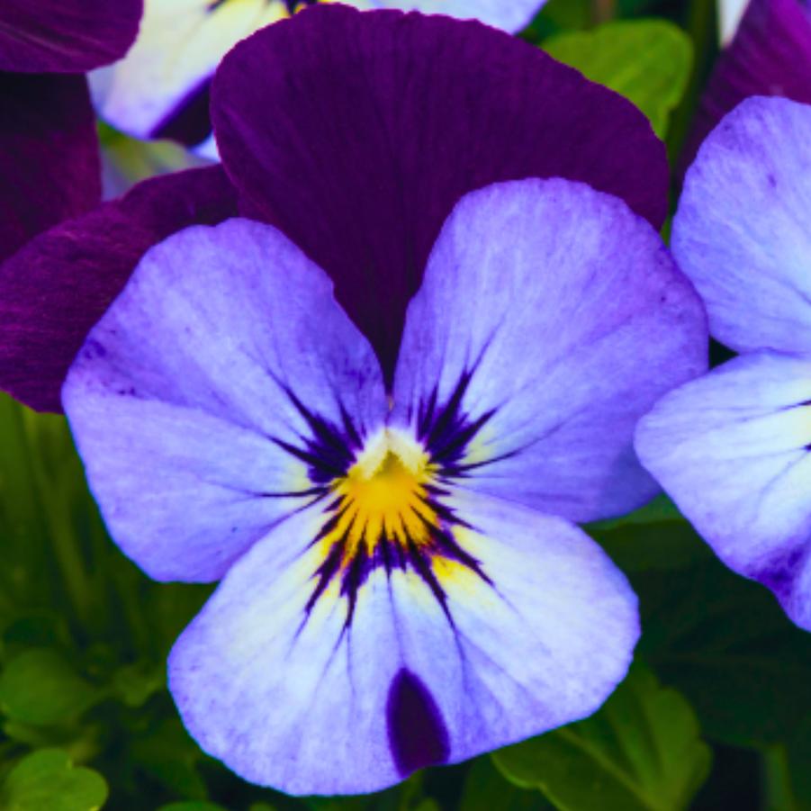 Viola Admire Neon Purple Wing 