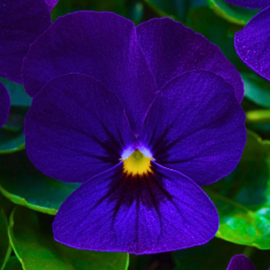 Viola Admire Deep Blue 