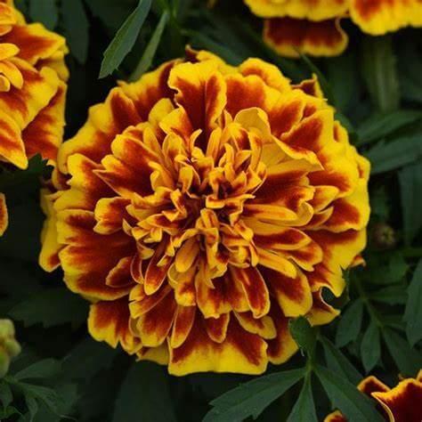 Marigold Bonanza from Catoctin Mtn Growers