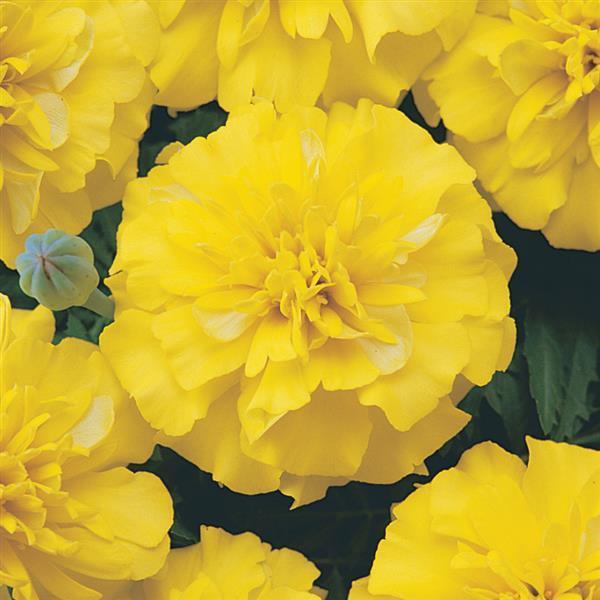 Marigold Bonanza Yellow 