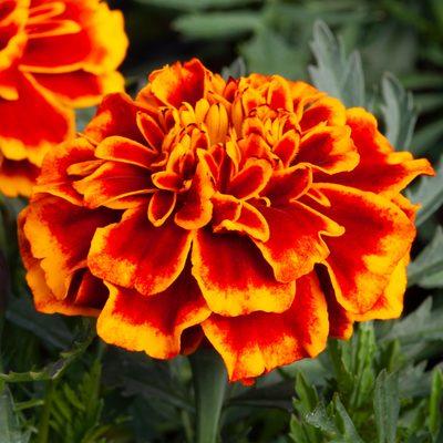 Marigold Cresta Flame 