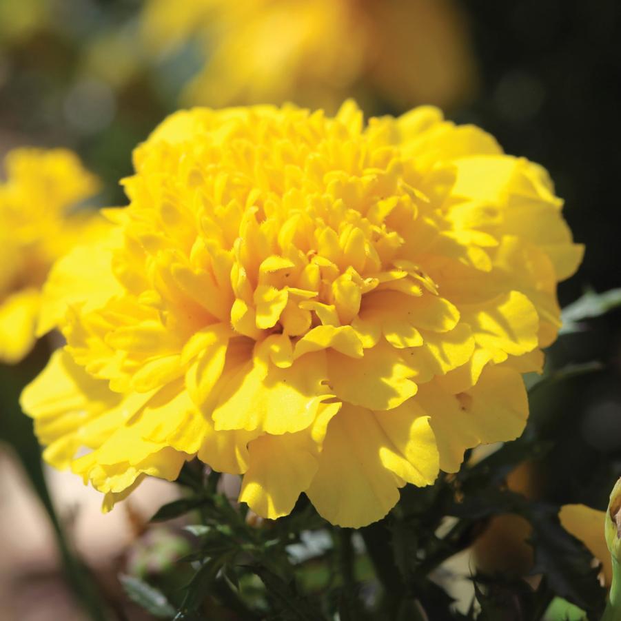 Marigold Cresta Gold 