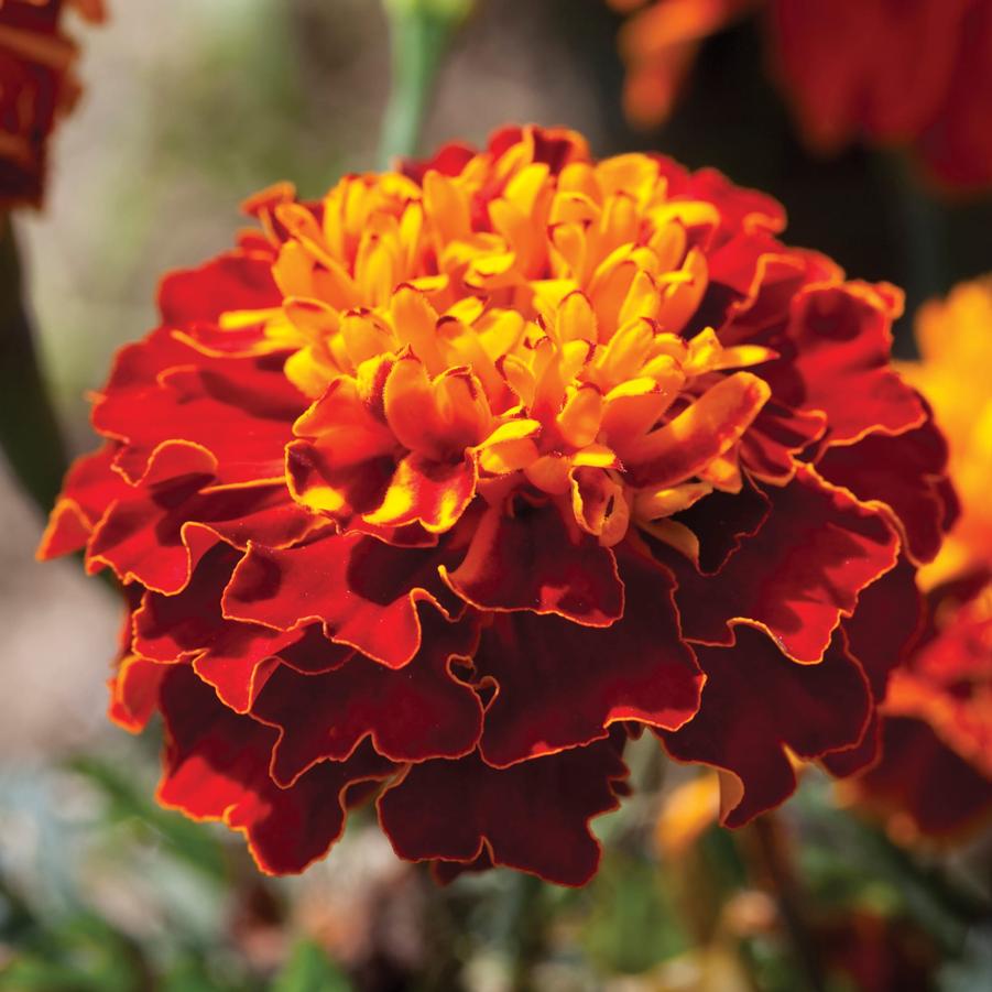 Marigold Cresta Harmony 